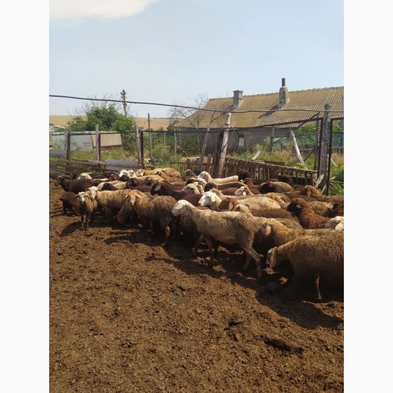 Фото 3. Продаются овцы курдючные, гиссары, эдильбаевские