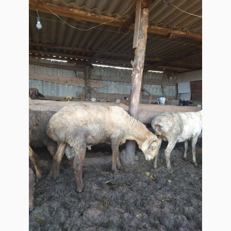 Фото 4. Продаются овцы курдючные, гиссары, эдильбаевские