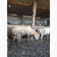 Продаются овцы курдючные, гиссары, эдильбаевские