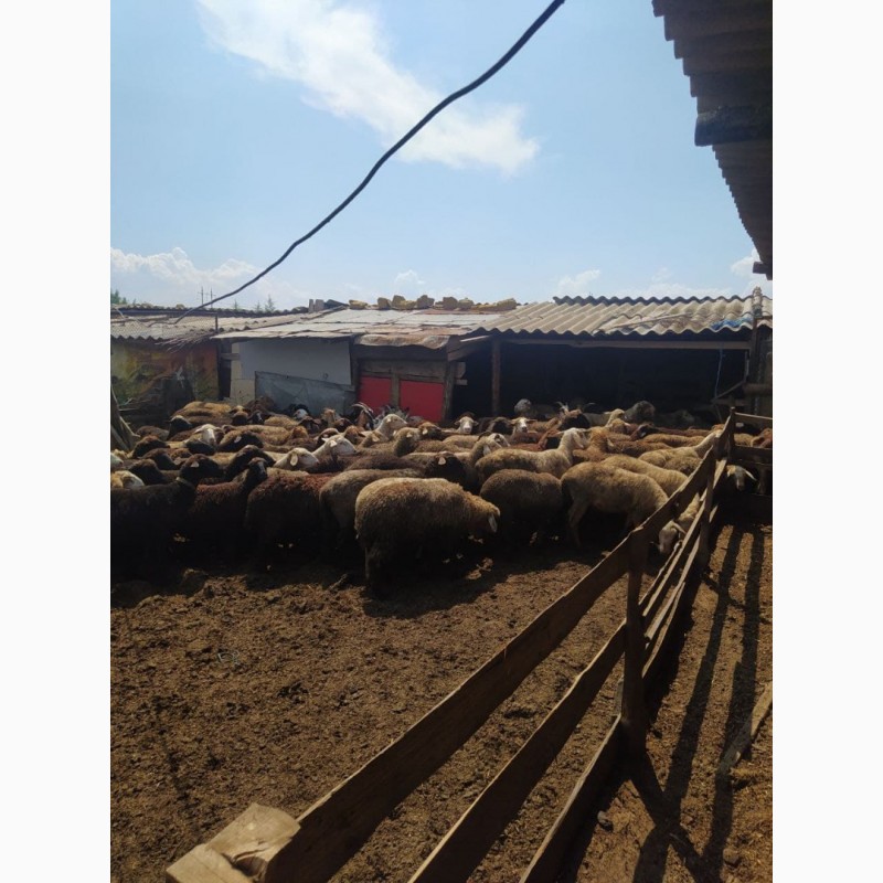 Фото 5. Продаются овцы курдючные, гиссары, эдильбаевские