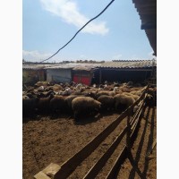 Продаются овцы курдючные, гиссары, эдильбаевские