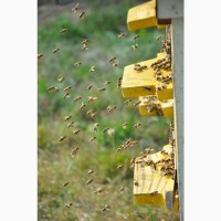 Бджолопакети 2022