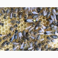 МАТКА КАРПАТКА КАРНІКА 2022 МІЧЕНІ ПЛІДНІ бджоломатки, бджолині матки, пчеломатки, плодные