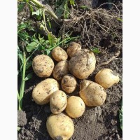 Продам картоплю Рівєра, Коломбо