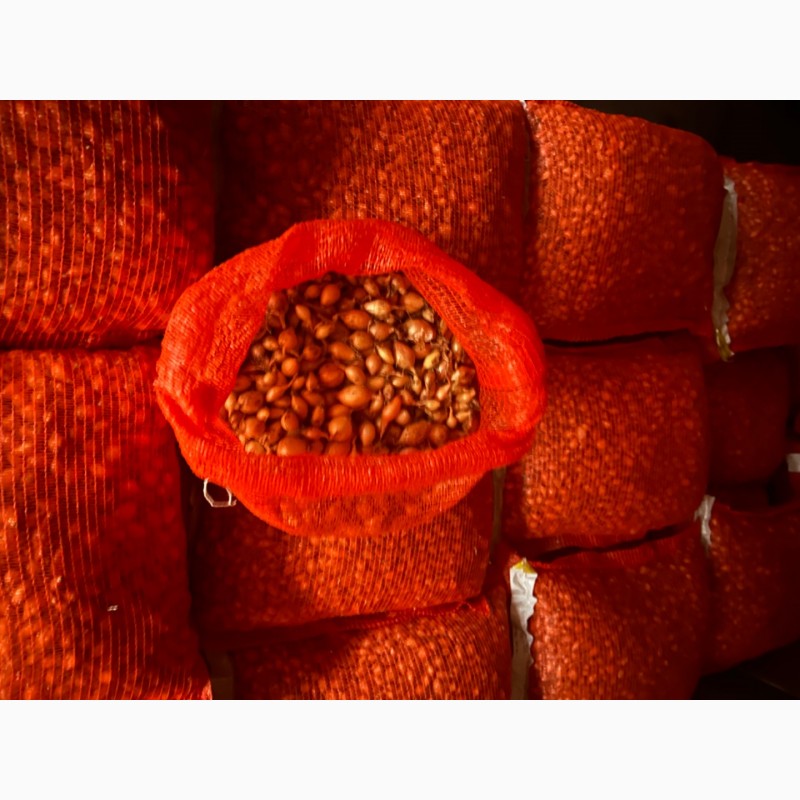 Фото 2. Голландська саджанка, тиканка, насіння цибулі арпаж, Семена лука, голландский лук