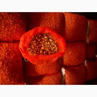 Голландська саджанка, тиканка, насіння цибулі арпаж, Семена лука, голландский лук