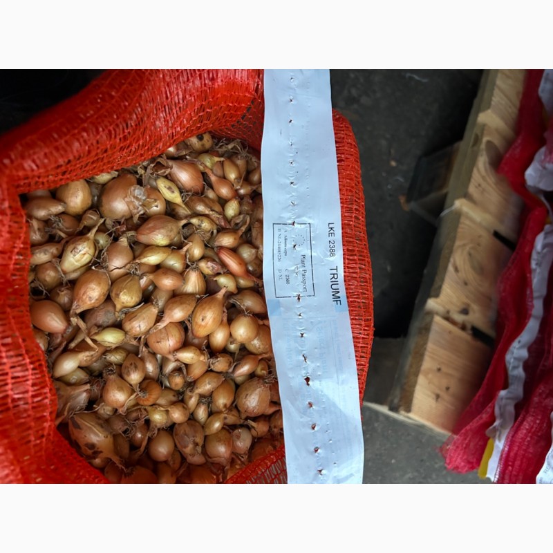 Фото 3. Голландська саджанка, тиканка, насіння цибулі арпаж, Семена лука, голландский лук