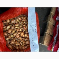 Голландська саджанка, тиканка, насіння цибулі арпаж, Семена лука, голландский лук