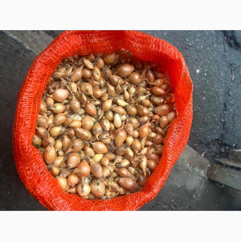 Фото 4. Голландська саджанка, тиканка, насіння цибулі арпаж, Семена лука, голландский лук