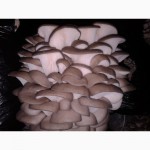 Продаю грибы ВЕШЕНКА оптом собственного производства