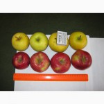 Продам яблоки с холодильника в Днепропетровске