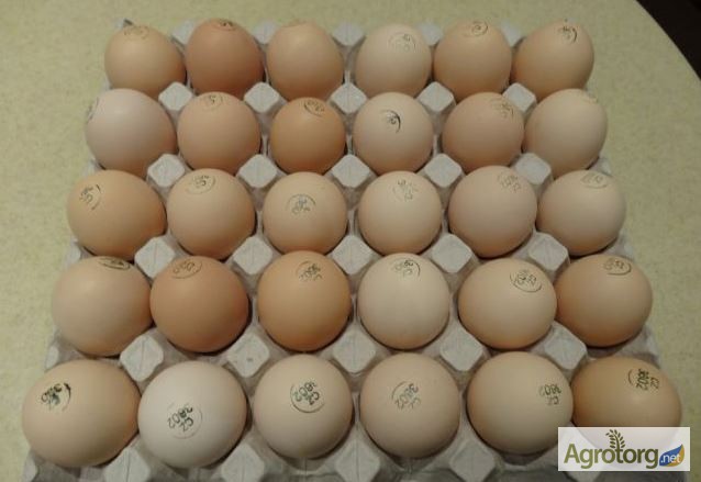 Фото 3. Яйця інкубаційні курей бройлерів КОББ-500