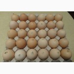 Яйця інкубаційні курей бройлерів КОББ-500