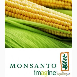 Семена кукурузы Monsanto различных гибридов