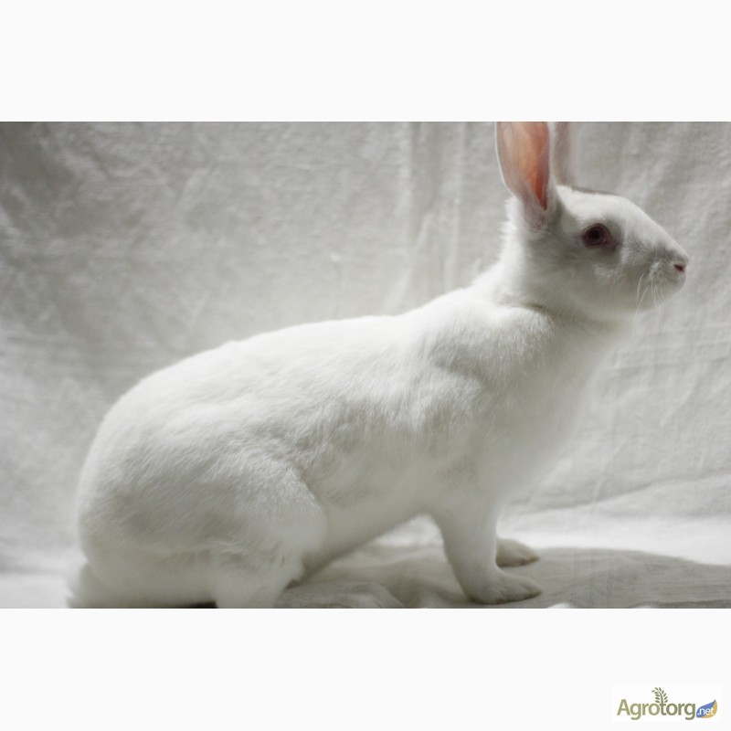 Фото 2. Кролики Термонська Біла