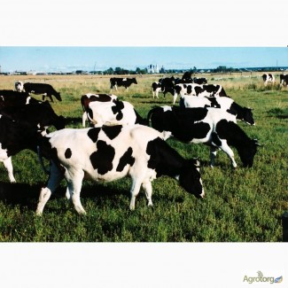 Мясокомбинат закупает коров на забой