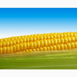 Підприємство закуповує С/Г продукцію Кукурудзу по всім регіонам України