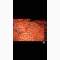 Продам морковь в больших объемах (от 5тонн)