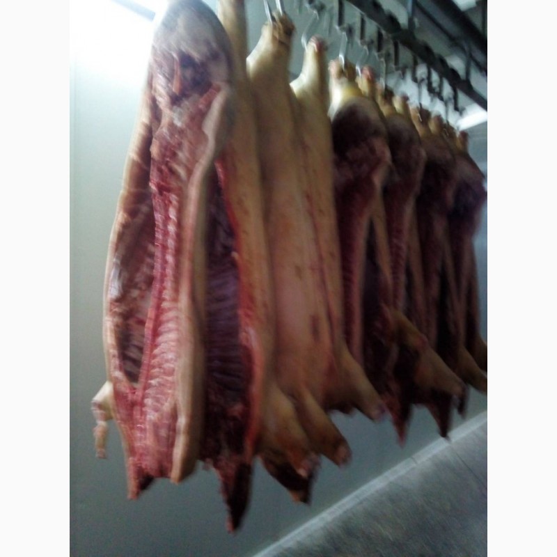 Фото 8. Продам мясо свинины