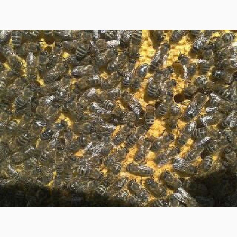 Фото 3. Продам Бджолопакети Карпатської породи