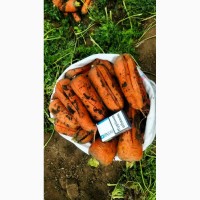 Продам морковку (некондиция)