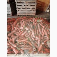 Продам морковку (некондиция)