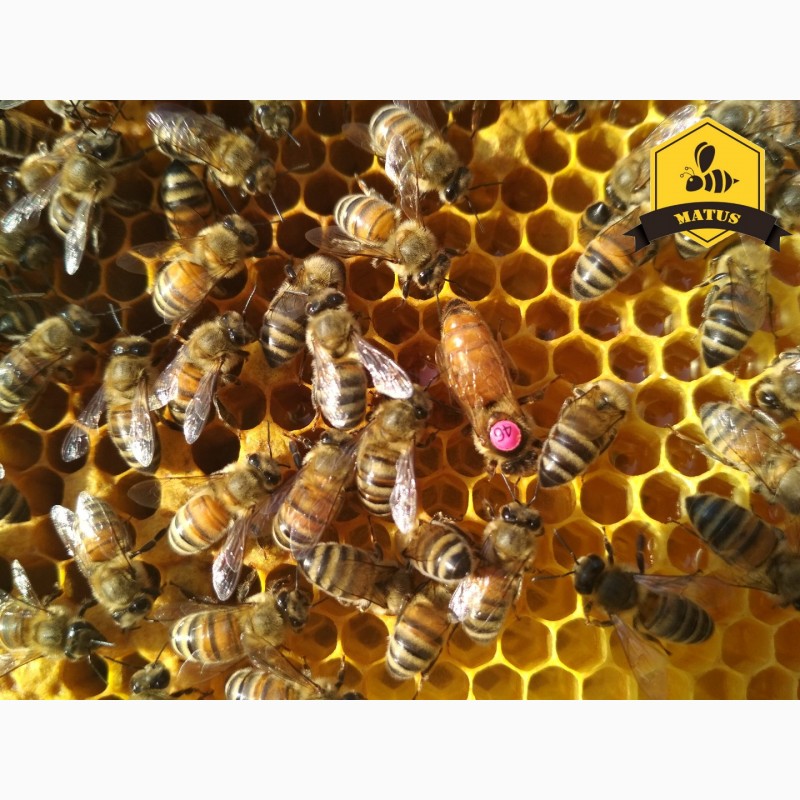 Бджоломатки Бакфаст та Карніка природнього та ШО на 2019 рік