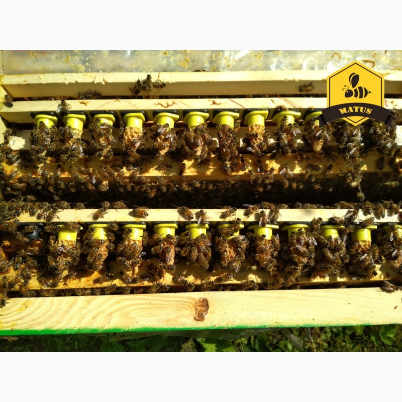 Фото 3. Бджоломатки Бакфаст та Карніка природнього та ШО на 2019 рік