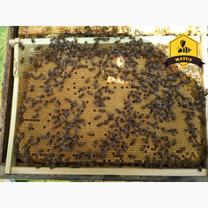 Фото 4. Бджоломатки Бакфаст та Карніка природнього та ШО на 2019 рік
