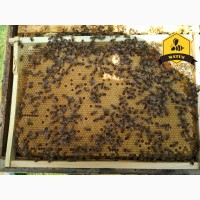 Бджоломатки Бакфаст та Карніка природнього та ШО на 2019 рік