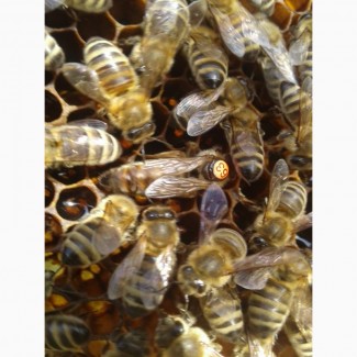 Бджоломатки КАРНіКА F1