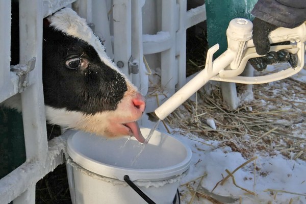 Фото 7. Сухое молоко Лактивит молочная смесь корм