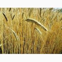 Купуємо пшеницю.Можливий вивіз з господарства, поля, елеватора
