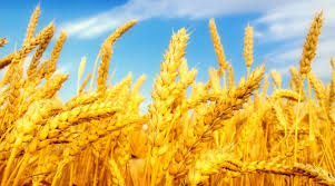 Закупка пшеницы