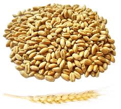 Фото 3. Закупка пшеницы