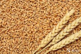 Фото 4. Закупка пшеницы