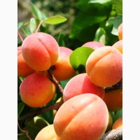 Продажа Крупной абрикосы от производителя