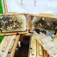 Пропоную плідні матки/бджолині матки Карпатка