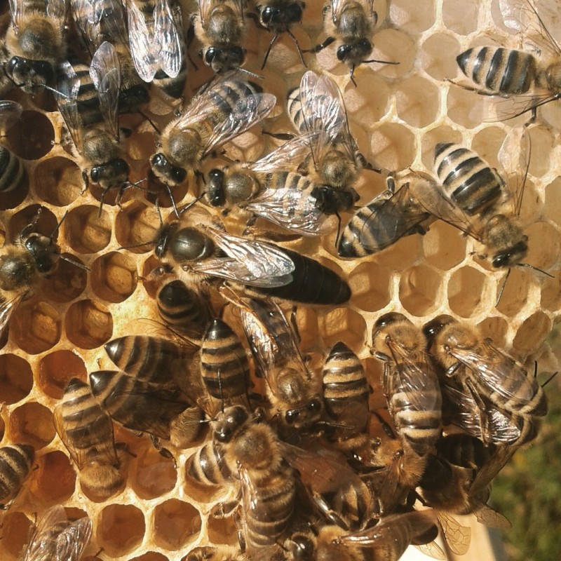 Фото 4. Пропоную плідні матки/бджолині матки Карпатка