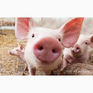 Куплю свиней, свиноматок живым весом по всей Украине