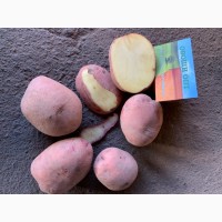 ПРОДАМ картошку продовольственную 5+, Сантэ, Журавушка, Королева Анна, Боиз, Галла ОПТ