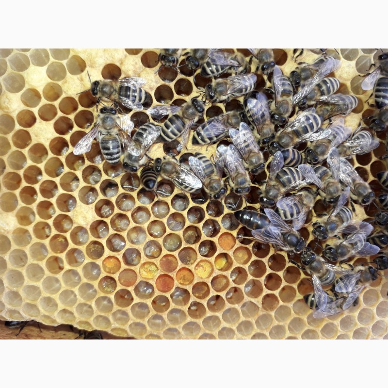Фото 3. Продам плідні чистопородні 2024 р бджоломатки(матки, пчеломатки) Карпатка є торг