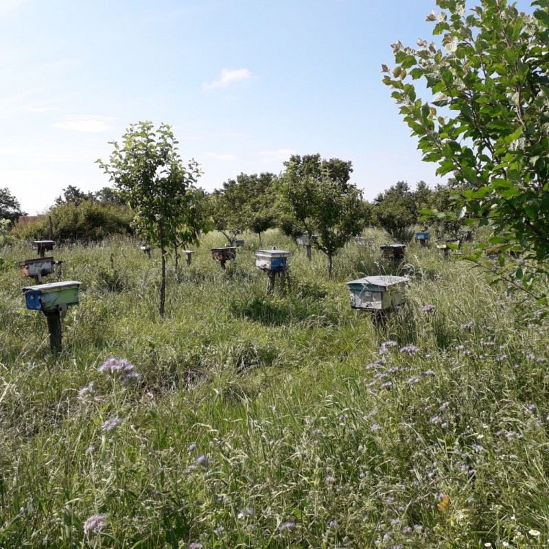 Фото 4. Продам плідні чистопородні 2024 р бджоломатки(матки, пчеломатки) Карпатка є торг