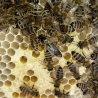 Продам плідні чистопородні 2024 р бджоломатки(матки, пчеломатки) Карпатка є торг