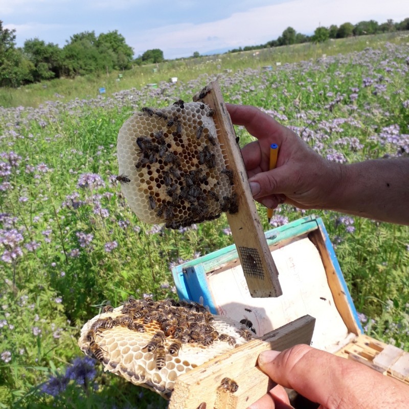 Фото 6. Продам плідні чистопородні 2024 р бджоломатки(матки, пчеломатки) Карпатка є торг
