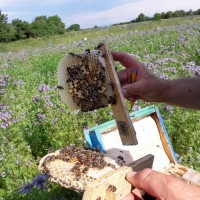 Продам плідні чистопородні 2024 р бджоломатки(матки, пчеломатки) Карпатка є торг