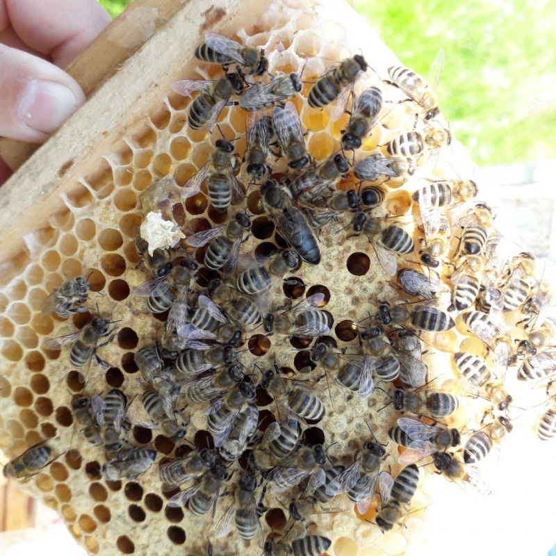 Фото 7. Продам плідні чистопородні 2024 р бджоломатки(матки, пчеломатки) Карпатка є торг