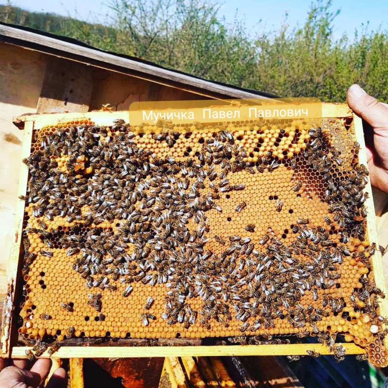 Фото 8. Продам плідні чистопородні 2024 р бджоломатки(матки, пчеломатки) Карпатка є торг