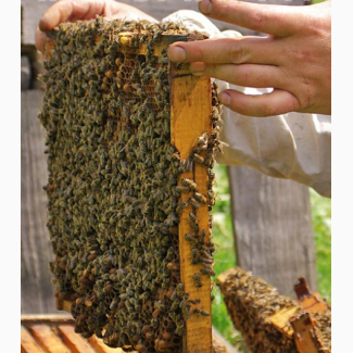 Продам Пчелы Пчелосемьи Бджоли Бджолосімї система Украинка цена договорная Черкасская