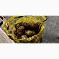 Картофель урожай 2023, Скандинавия